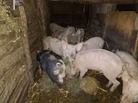 Eber, Schweine — Foto 1
