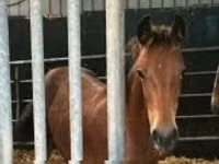 فرس, Dutch warmblood horse — الصورة 3