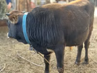 Toro, Ganado vacuno — foto 4