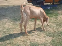 Ziege, Nubian Goat — Foto 5