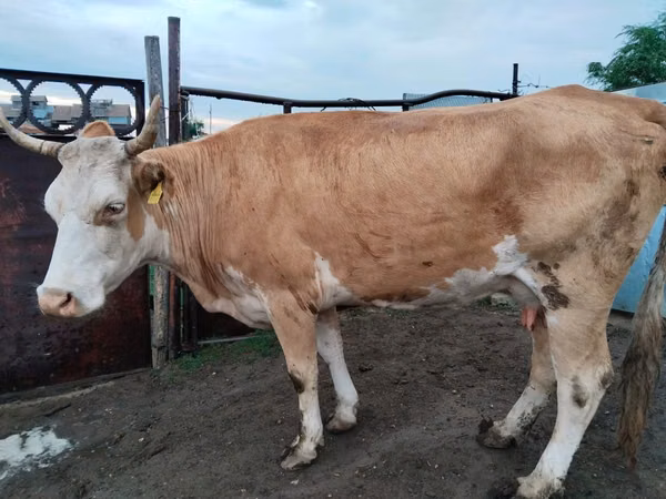 गाय, Latvian Blue cattle — कज़ाखस्तान