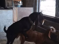 Ziege, Beetal goats — Foto 7