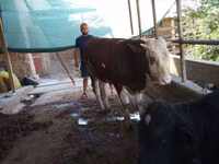 Bulle, Simmental cattle — Foto 4