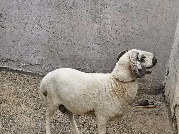 Кочкор, Койлор — Өзбекстан