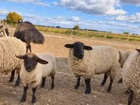 Widder, Suffolk sheep — Foto 2