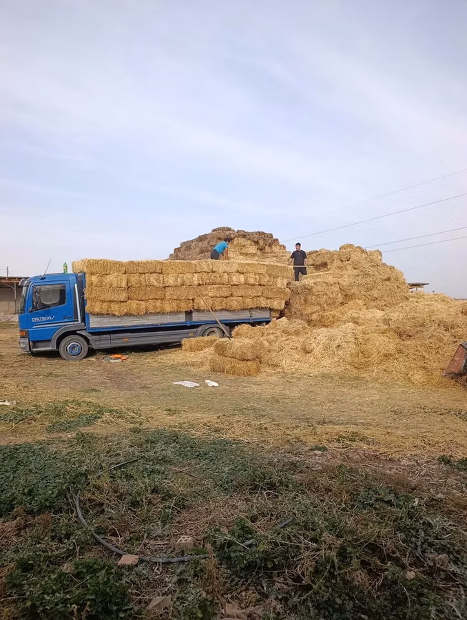 Солома в тюках - Прессованные тюки прямоугольной формы, удобны для