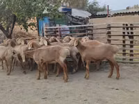 نعجة, Arashan sheep — الصورة 4