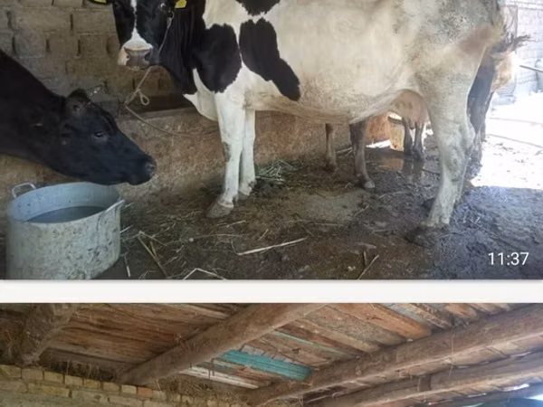 母牛, Holstein breed — 吉尔吉斯斯坦