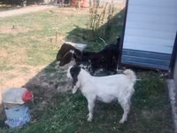 عنزة, Nubian Goat — الصورة 1