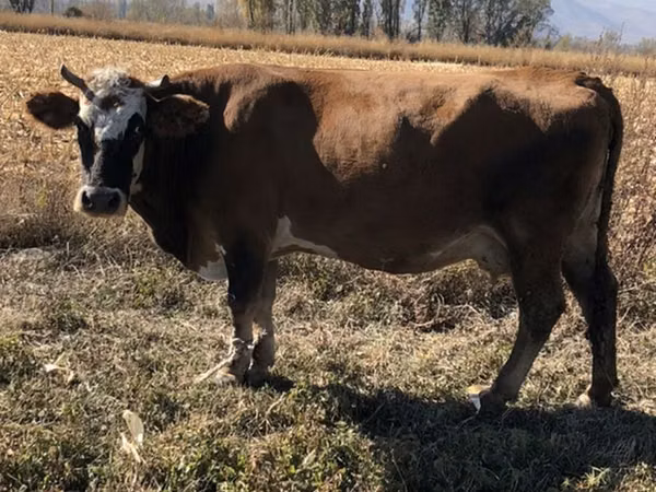 Vaca, Raza Alatau