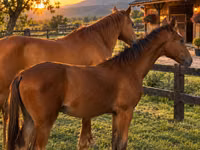 Caballo, Caballos — foto 2