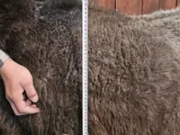 نعجة, Arashan sheep — الصورة 4