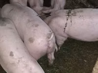 मादा सूअर, सूअर — फ़ोटो 2
