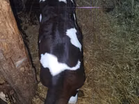 Buqa, Russian Black pied cattle — 3-rasm