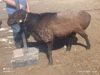 Ram, Edilbay sheep — photo 1