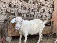 Ziege, Saanen goat — Foto 5