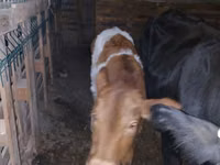 بقرة, Simmental cattle — الصورة 2