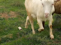 Ziege, Saanen goat — Foto 2