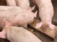 Eber, Schweine — Foto 1