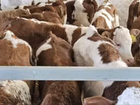 ثور, Simmental cattle — الصورة 1