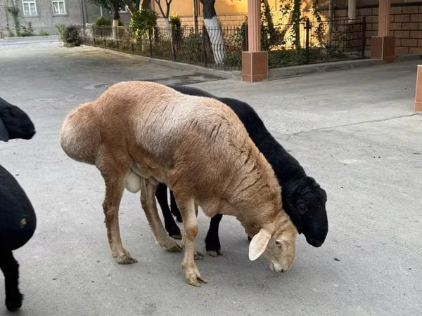 كبش, Rhon sheep — أوزبكستان