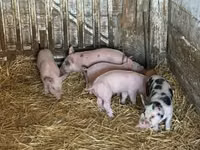 母猪, Pigs — 照片 3