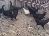 Chickens — 1-rasm