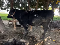 公牛, Cattle — 照片 4