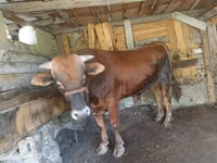 Bulle, Rinder — Foto 4