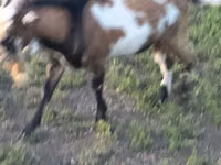 Cabro, Cabras — foto 1