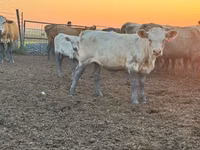 Rinder (Partie, Geschlecht nicht angegeben), Swiss cattle — Foto 4