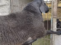 كبش, Hissar sheep — الصورة 6