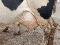 Cow, Holstein breed — photo 6