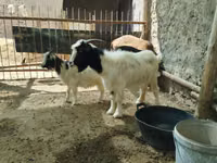 母山羊, Goats — 照片 1