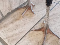 Guinea fowl — الصورة 4