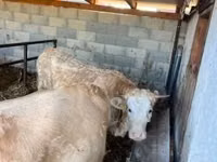 गाय, Charolais cattle — फ़ोटो 1