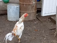 Chickens — Foto 4