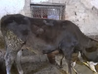 母牛, Cattle — 照片 3
