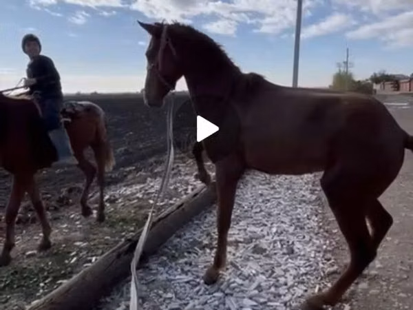 Hengst, Kyrgyz Horse