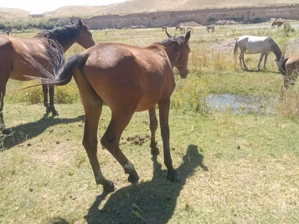 Hengst, Kazakh horse