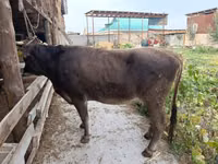 Vaca, Swiss cattle — foto 3