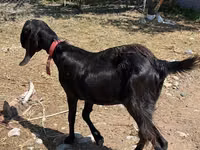 Ziege, Kamori goats — Foto 3