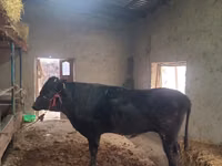 公牛, Cattle — 照片 3