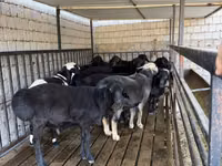 كبش, Rhon sheep — الصورة 2
