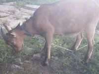 Ziege, Alpine goat — Foto 2