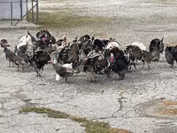 Turkeys — 3-rasm