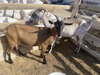 Ziege, Saanen goat — Foto 1