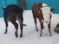 母牛, Simmental cattle — 照片 2