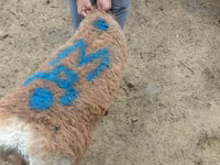 Кочкор, Койлор — сүрөт 1
