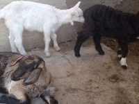Cabras (lote, sexo no especificado), Alpine goat — foto 4